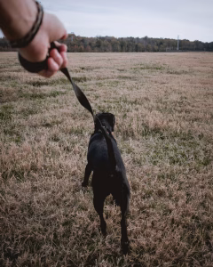 Dog walk with Dallas Austin dog walkers VIP curbing dog behavioral issue