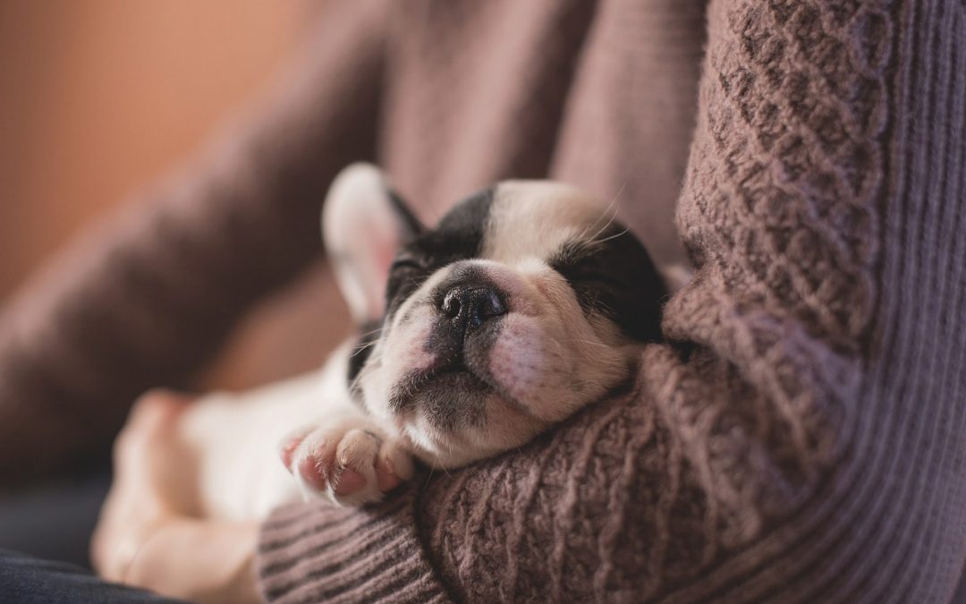 The Best Probiotics For Dogs