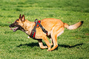 Adult Dog Jog