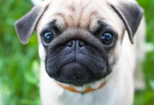 best pet sitters and dog walkers in carrollton tx