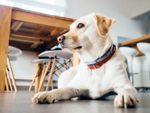 best pet sitters dog walkers in dallas tx