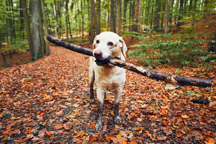 Can you Over-Exercise your Dog? 