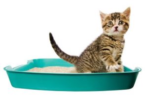 Litter Box Services