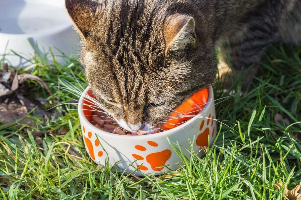 Cat’s Diet