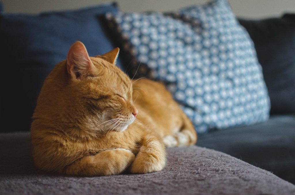 Your Cat May Be Happy