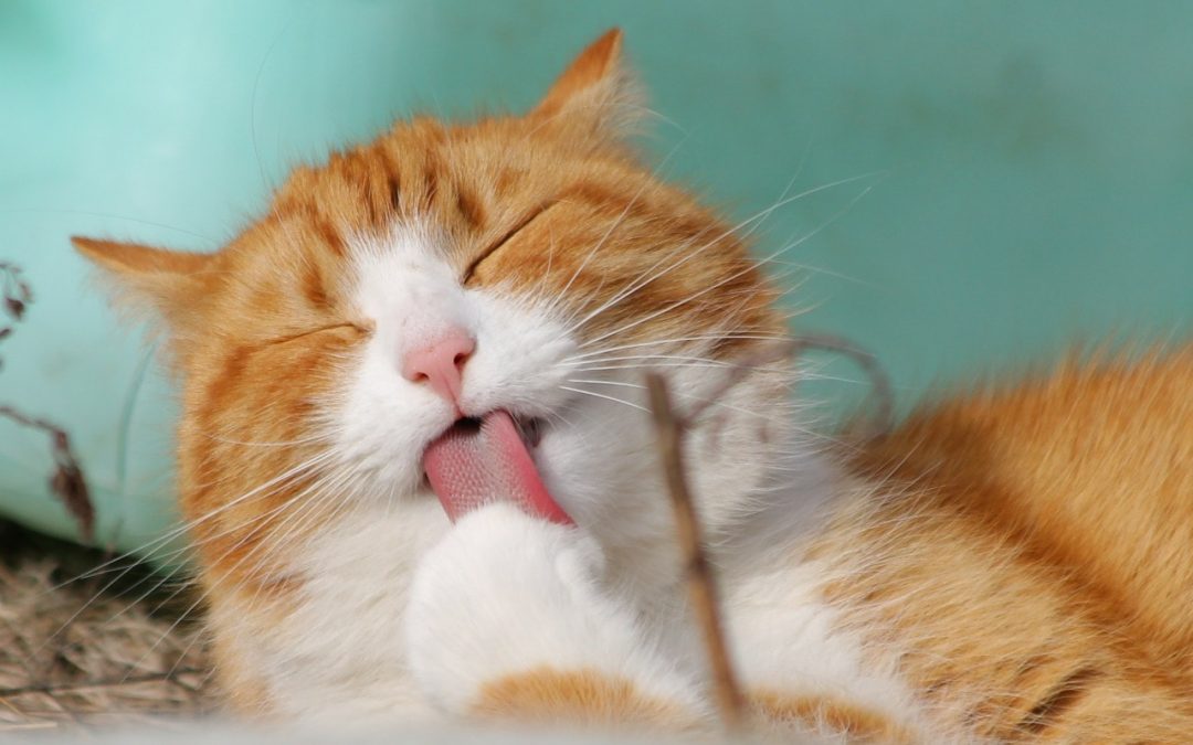 First Time Cat Owner? Here’s Everything You Need To Know