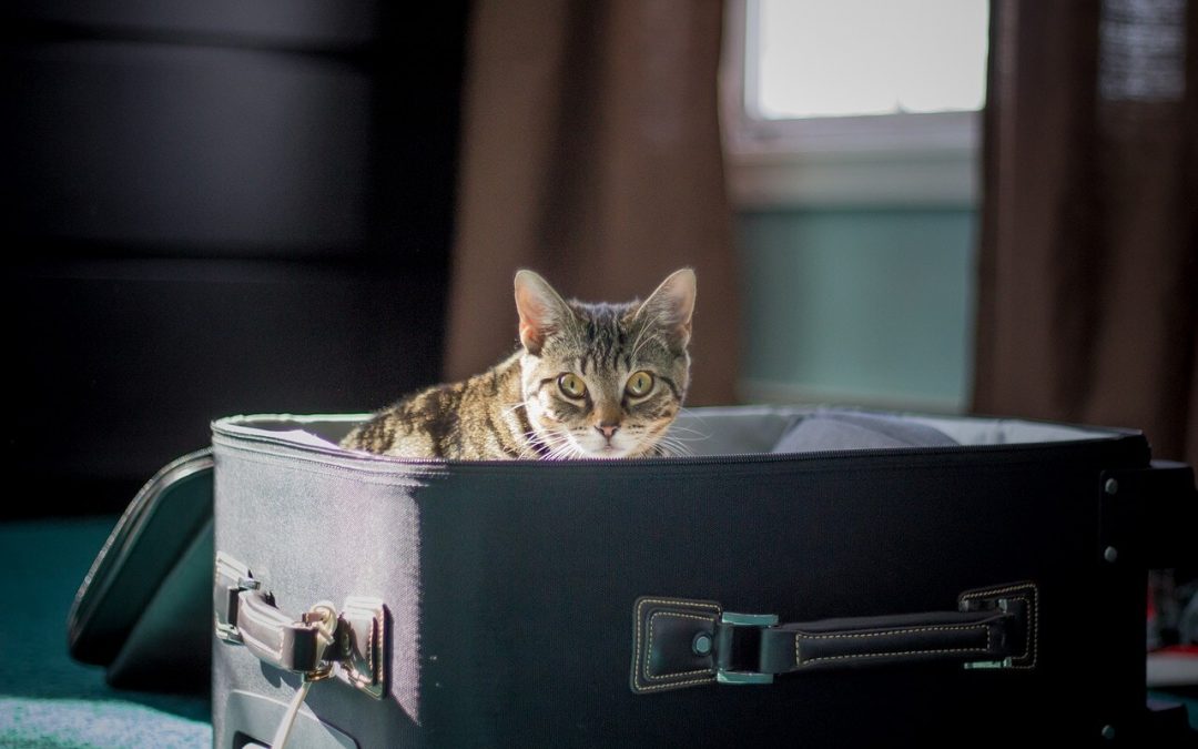 Summer Travel with Your Pet