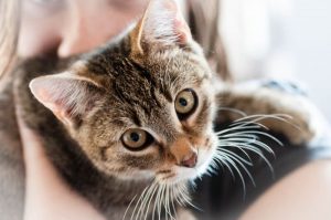 cat looking up at camera in arms of lady
