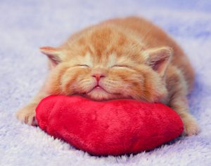 Daily Cat Services in Dallas