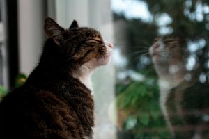 Cat with eyes closed at window and reflection