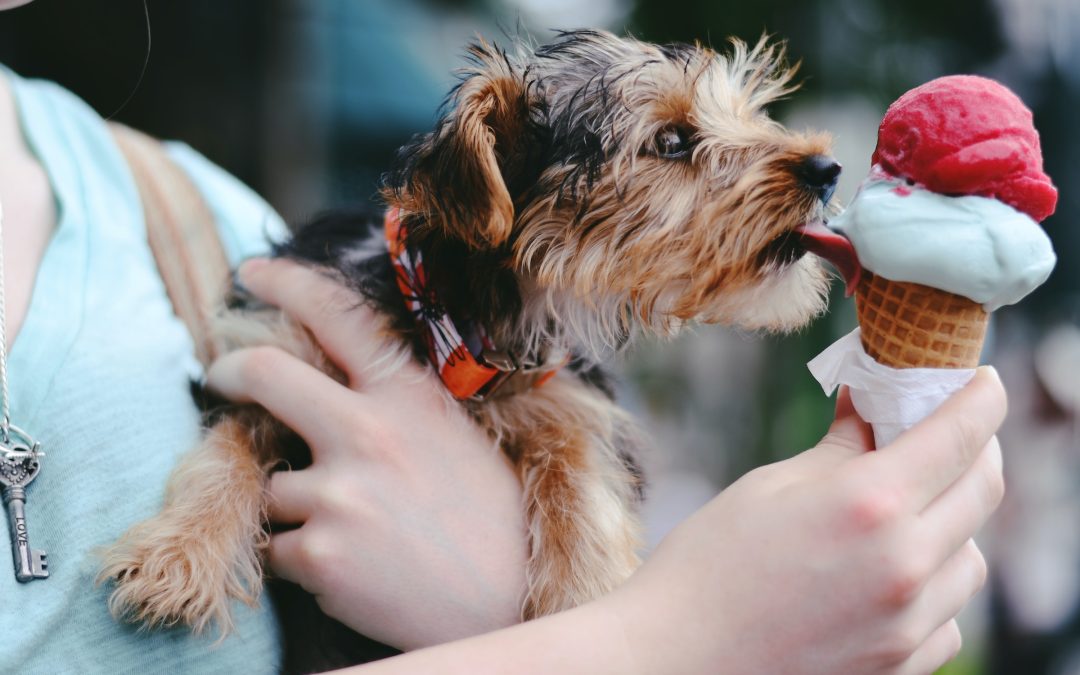 The 8 Best Dog-Friendly Restaurants in Plano, TX