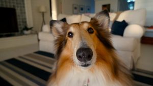 Collie dog inside looking into camera with sofa in background