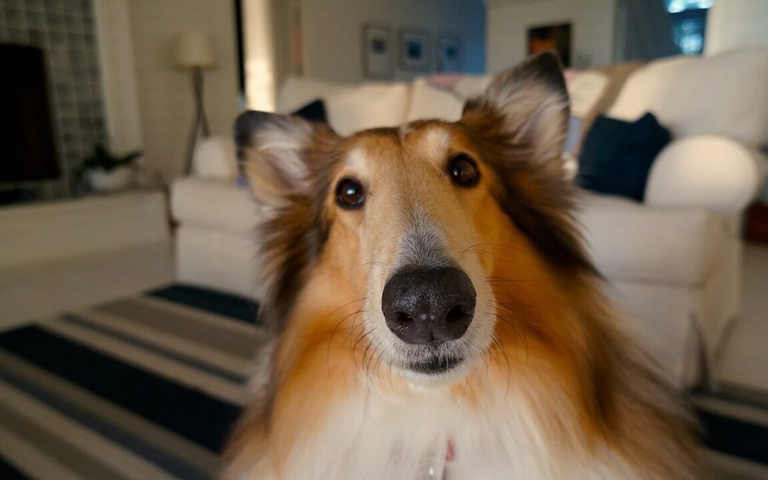 5 Things To Do Indoors When It’s Too Hot to Play Outdoors with Your Pets