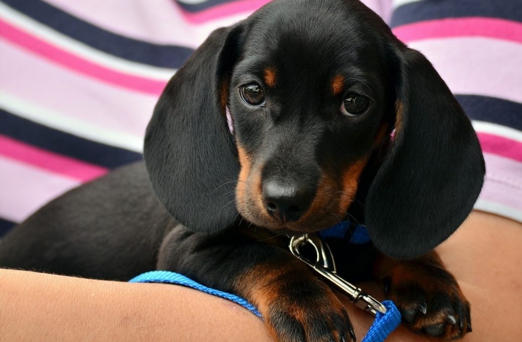 Should You Get A Slow Feeder Dog Bowl?