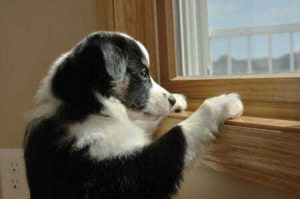 Pets Love Their VIP Sitters