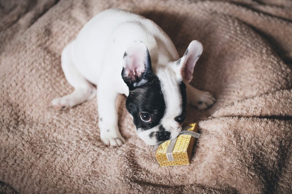 The Bark Box