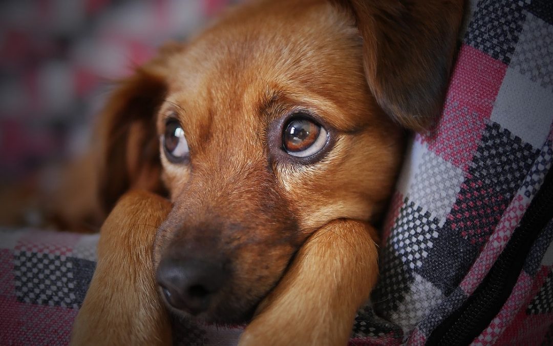 What Can I Give My Dog For Pain?