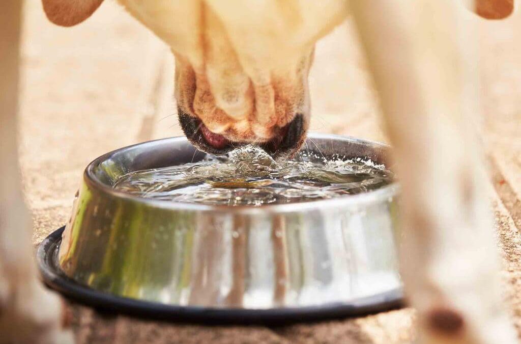 Dehydration & Pets