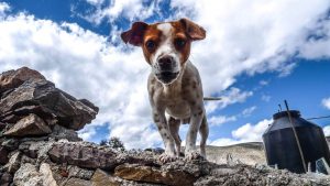 Tips for Camping with your Pet This Summer