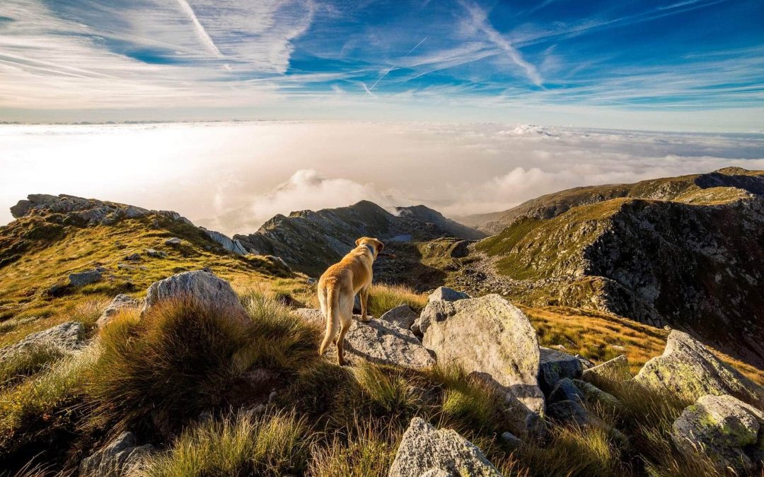 Tips for Camping with your Pet This Summer