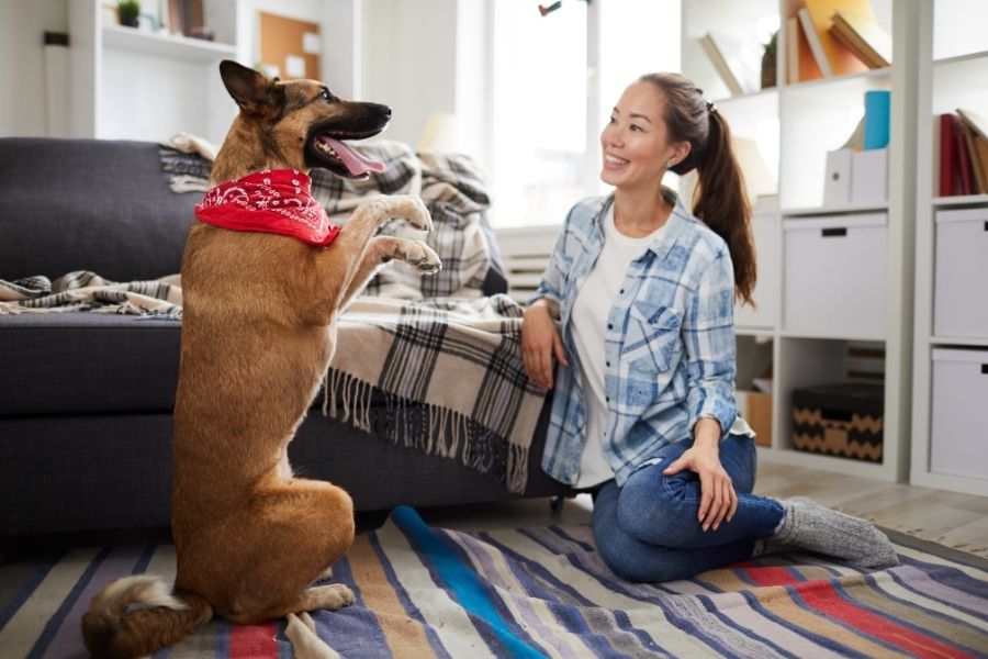 Dog Training Programs in Dallas and Austin
