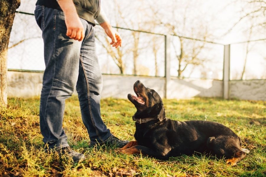 Dog Training Programs in Dallas and Austin