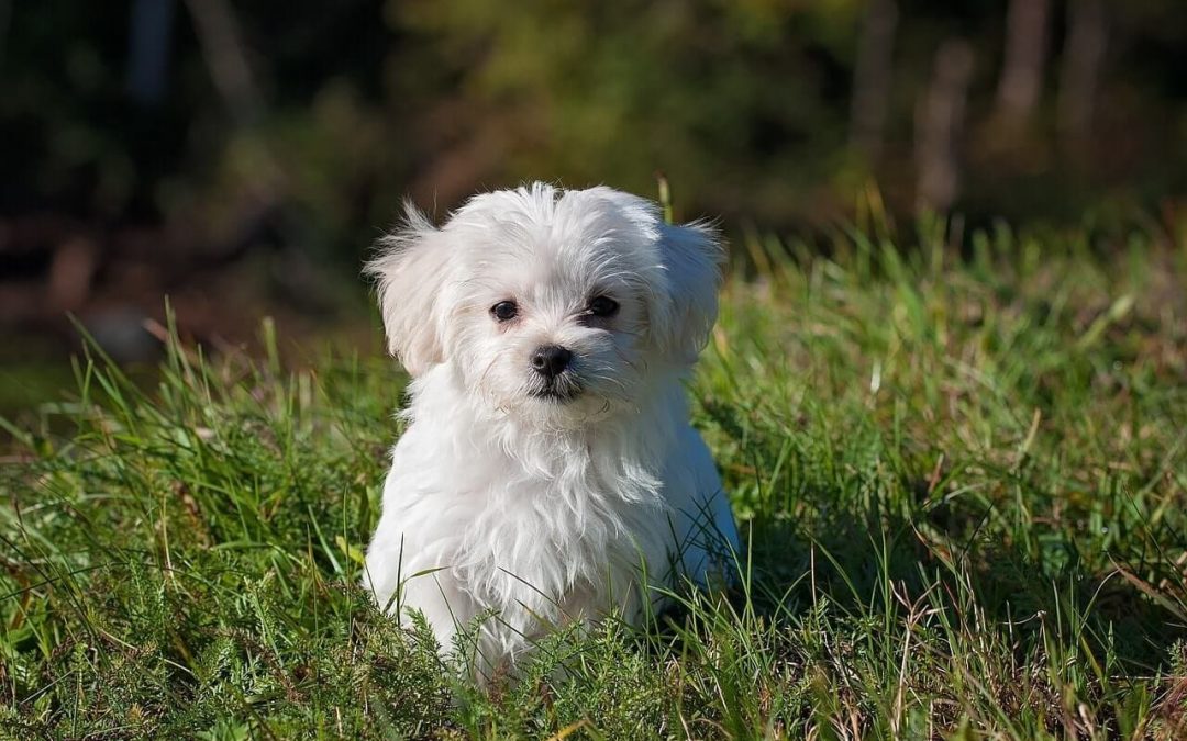 Expert Pet Sitting And Dog Walking Service In Plano, TX