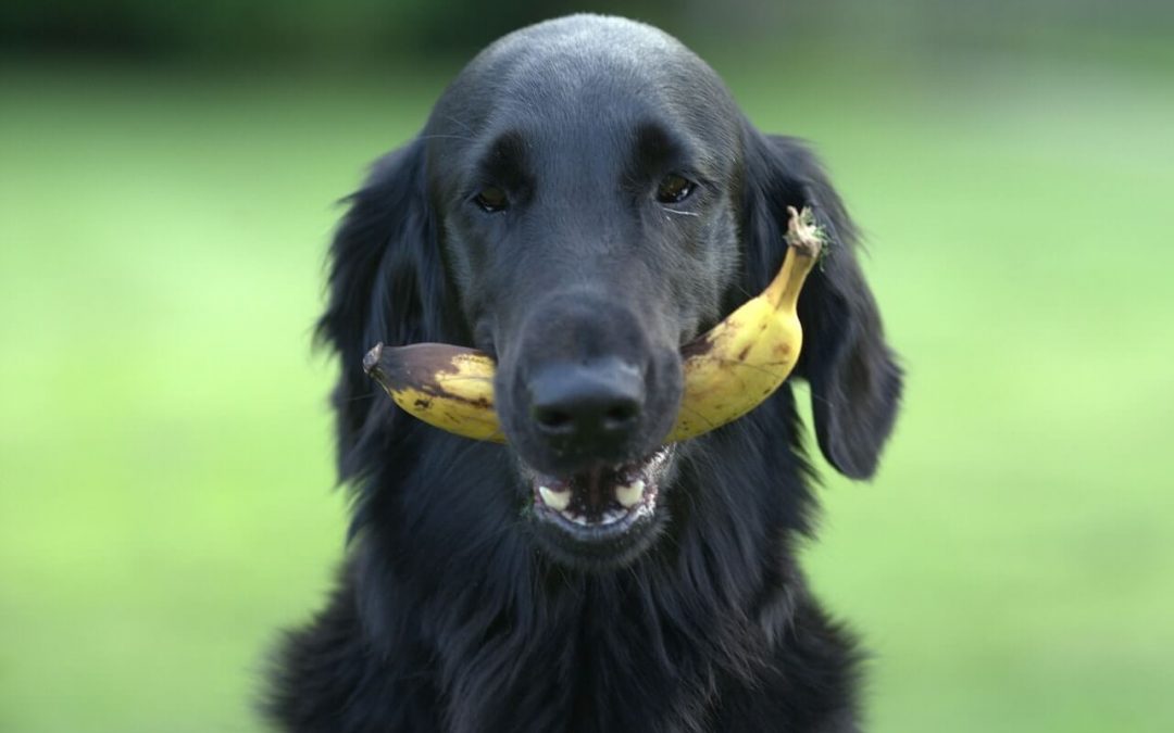 Can Dogs Eat Bananas?