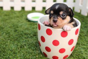 frisco-tx-pet-sitting-and-dog-walking