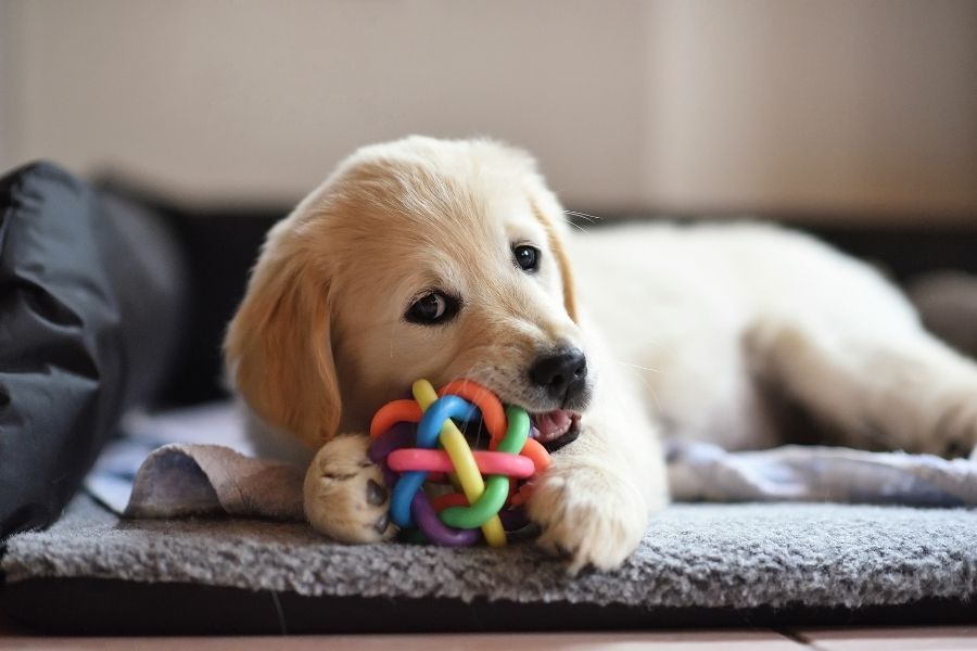 Fun things to do with your pet at home