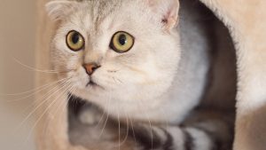 gray cat crouching down 