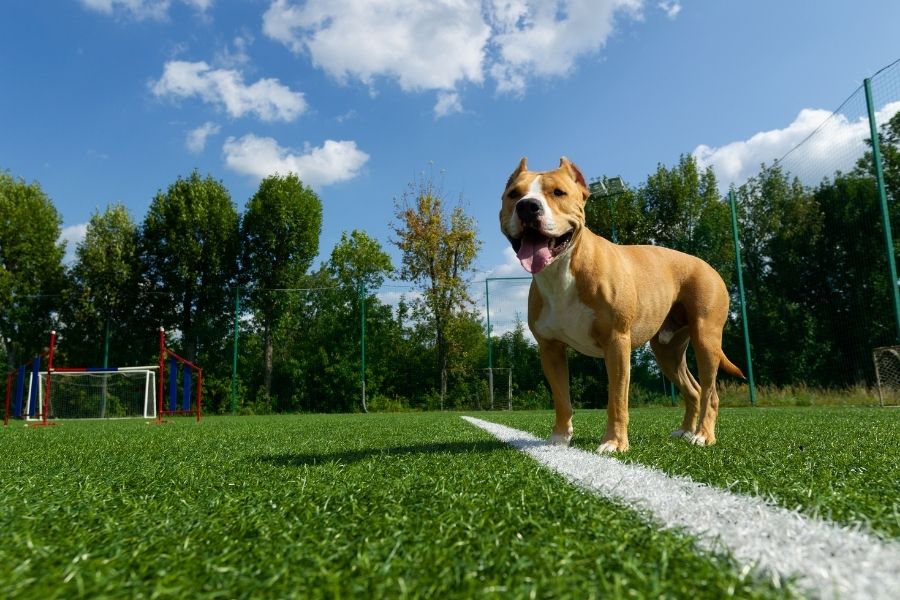 How to Have a Dog-Friendly Memorial Day Weekend in Dallas and Austin