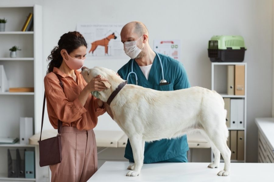 How to Identify, Treat and Understand Pet Cancer in Your Texas Pets