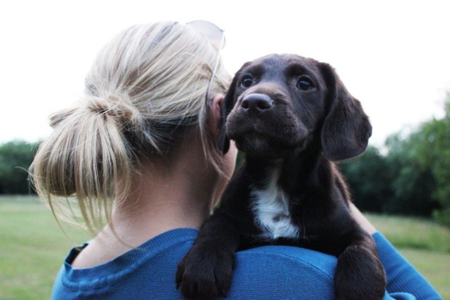 How to Transition Your Pandemic Puppy Before You Return to Work
