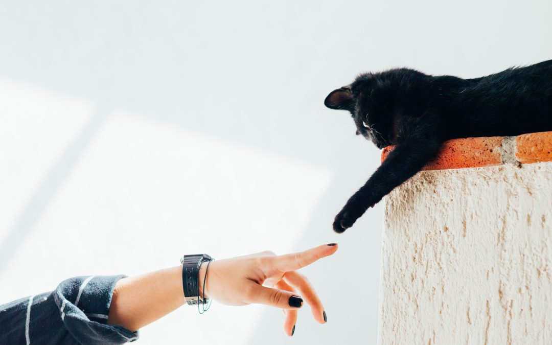 How to Find the Right Pet Sitter in Plano, TX