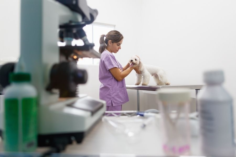 Identify, Treat and Understand Pet Cancer