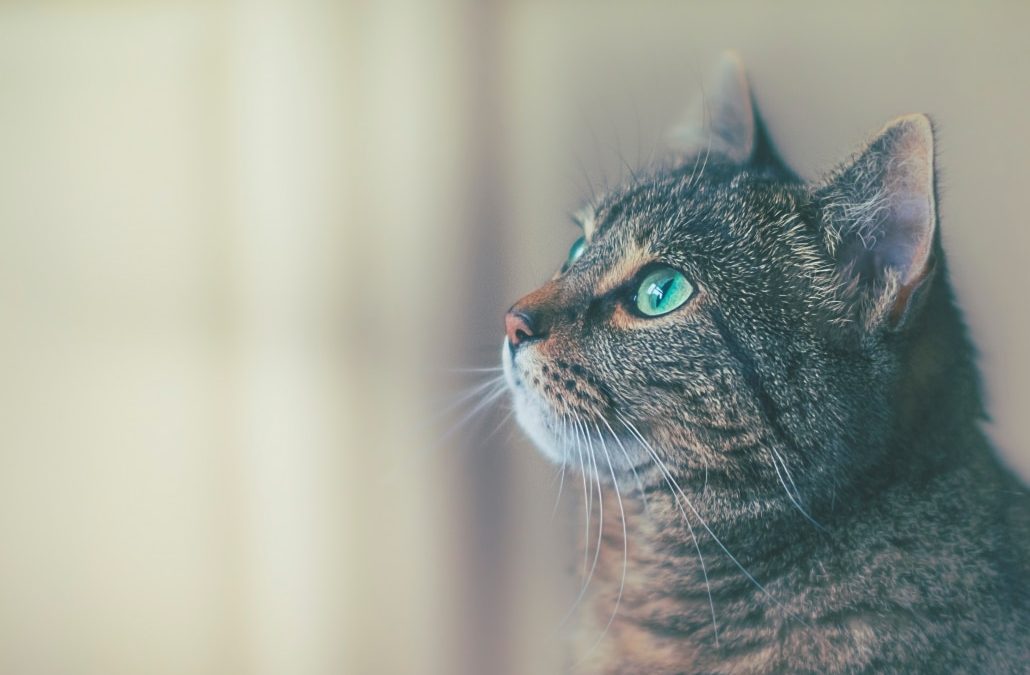 How To Choose The Best Cat Food!