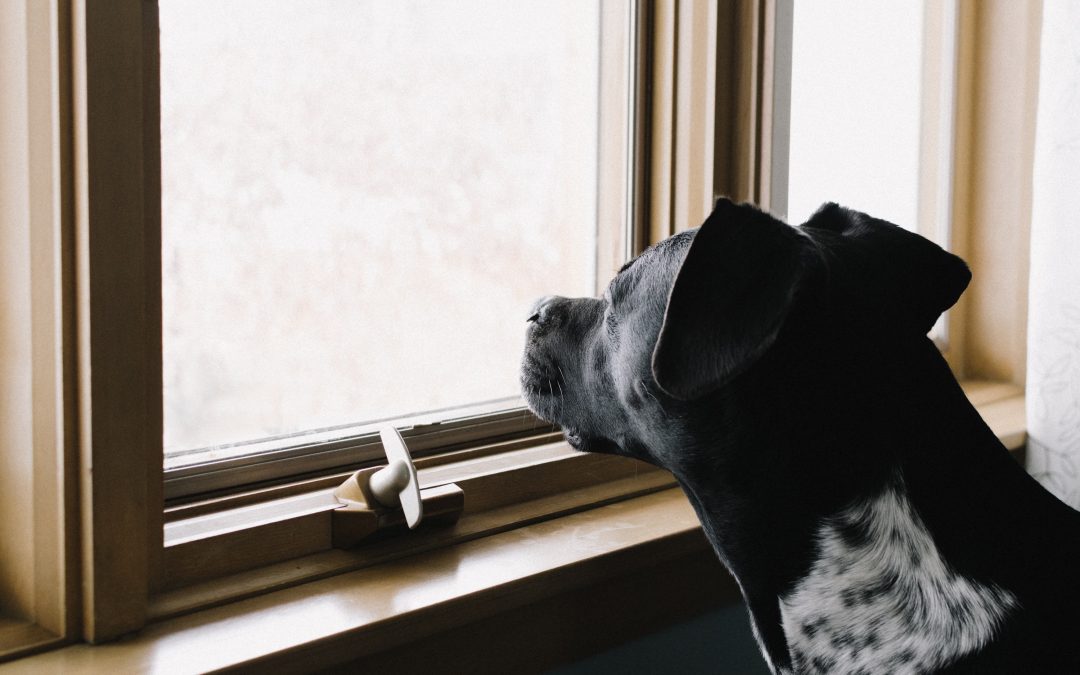 Back-to-School: Helping Your Dog Adjust to New Routines