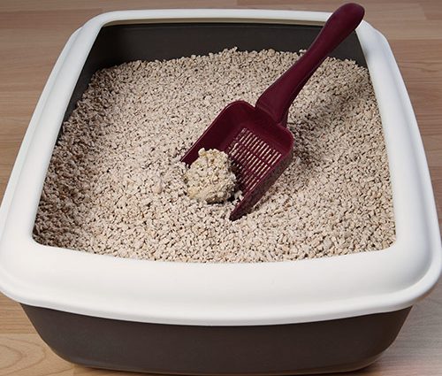 Litter Box Services Austin TX