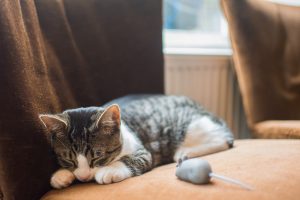 Sleepy tiger striped kitten sleeps on floor by toy mouse