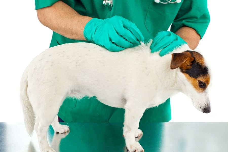 Mosquitoes and Heartworms and Why Prevention is So Important to Our Texas Pets