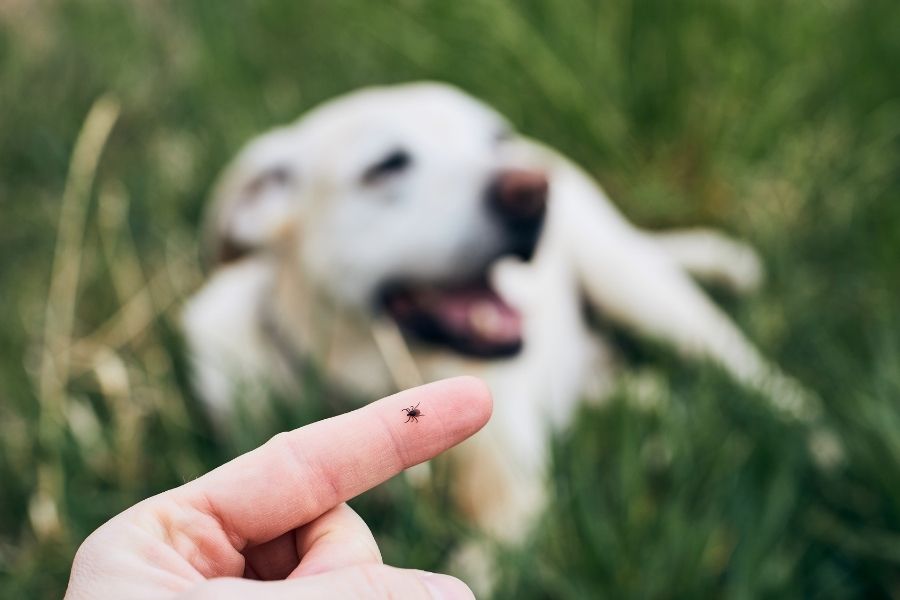 Mosquitoes and Heartworms and Why Prevention is So Important to Our Texas Pets