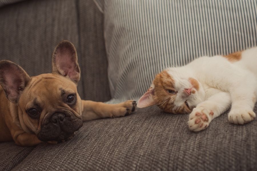 VIP New Puppy and Kitten Care: Best Practices for Your Newest Family Member