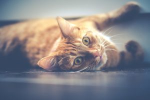 orange cat on floor looking at camera
