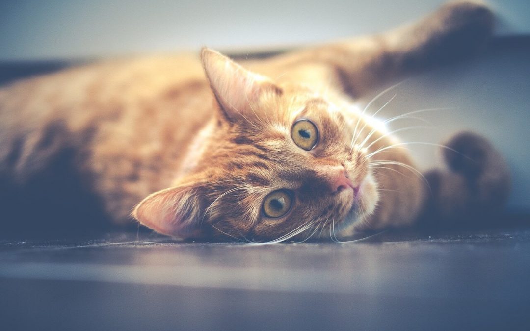 Celebrate International Cat Day on August 8th
