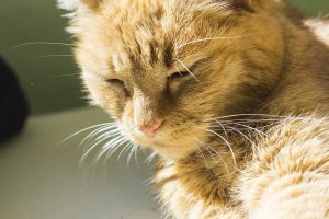 Orange cat with sunlight shining on it