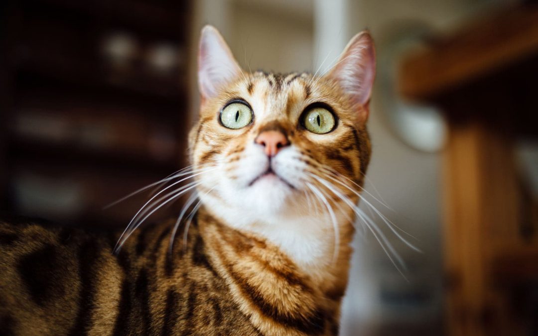 Pet First Aid for Insect Bites