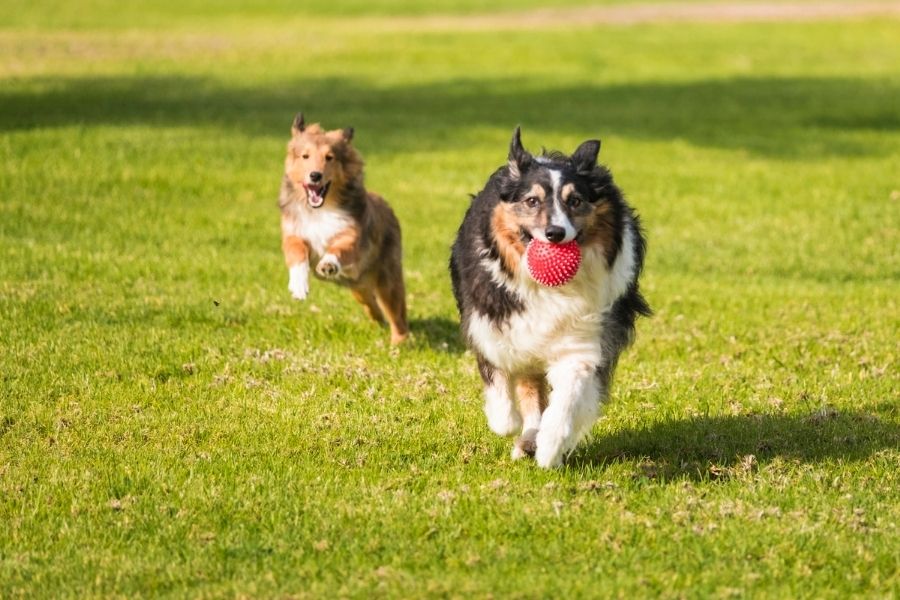 Texas-Owned Pet Care Company Gives Back to the Pets and People of Dallas & Austin