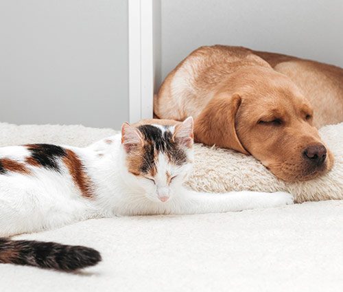 Pet Sitting Austin TX