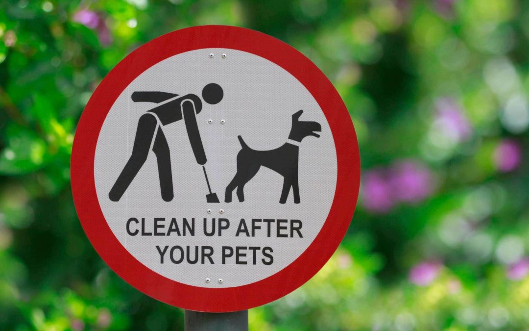 Why It’s Important to Clean Up the Poop